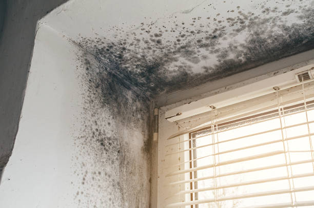 Affordable Attic Mold Remediation solutions in Blairs Mills, PA